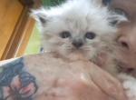 No name 26 - Ragdoll Kitten For Sale - 