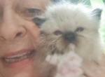No name 28 - Ragdoll Kitten For Sale - Niles&comma; OH&comma; US