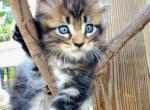 Felix - Maine Coon Kitten For Sale - 