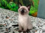 Frodo - Siamese Kitten For Sale - Staten Island&comma; NY&comma; US
