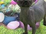 Target black long leg Sphynx girl - Sphynx Kitten For Sale - Pittsburgh&comma; PA&comma; US