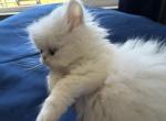 Persian white kittens - Persian Kitten For Sale - 