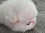 Persians different  colors - Persian Kitten For Sale - Altamonte Springs&comma; FL&comma; US