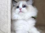Afroditedolls Diamond - Ragdoll Kitten For Sale - Bradenton&comma; FL&comma; US