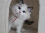 Afroditedolls Tiara - Ragdoll Kitten For Sale - Bradenton&comma; FL&comma; US