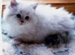 HAMMY - Siberian Kitten For Sale - Eau Claire&comma; WI&comma; US