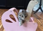 Highland lynx - Highlander Kitten For Sale - Manchester&comma; NH&comma; US