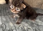 MaleMaineCoon - Maine Coon Kitten For Sale - Montrose&comma; PA&comma; US