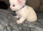 BlueMaleMaineCoon - Maine Coon Kitten For Sale - Montrose&comma; PA&comma; US