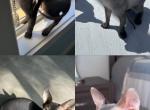 Minnies babies - Sphynx Kitten For Sale - Lehigh Acres&comma; FL&comma; US