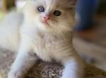 Dobby - Ragdoll Kitten For Sale - Saugerties&comma; NY&comma; US