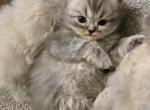 Alto - Exotic Kitten For Sale - NJ&comma; US