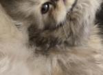 Harmony - Persian Kitten For Sale - NJ&comma; US