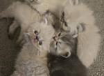 BFlat - Exotic Kitten For Sale - NJ&comma; US