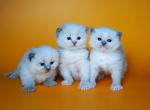 Sweet blue ragdoll kittens - Ragdoll Kitten For Sale - Willow Grove&comma; PA&comma; US