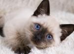 Teddy - Siamese Kitten For Sale - Adams&comma; WI&comma; US