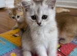 Sunny - British Shorthair Kitten For Sale - Brooklyn&comma; NY&comma; US