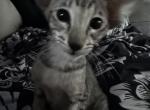 Babies - Oriental Kitten For Sale - Cassatt&comma; SC&comma; US