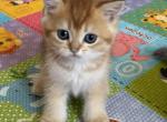 Rocky - British Shorthair Kitten For Sale - Brooklyn&comma; NY&comma; US