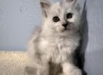 Ishtar - Maine Coon Kitten For Sale - Lake Lure&comma; NC&comma; US