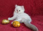 Miss Muffet's Litter - Ragdoll Kitten For Sale - 