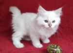 CinnaBonnie's Litter - Ragdoll Kitten For Sale - Sumter&comma; SC&comma; US
