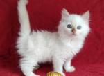 CinnaBonnie's Litter - Ragdoll Kitten For Sale - 