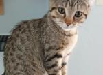 Valentines - Highlander Kitten For Sale - Lee&comma; ME&comma; US