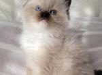 Ragdoll Girl - Ragdoll Kitten For Sale - 