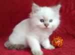 Dandy Lion's Litter - Ragdoll Kitten For Sale - 