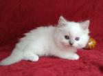 Dandy Lion's Litter - Ragdoll Kitten For Sale - Sumter&comma; SC&comma; US