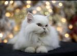 Persa - Persian Cat For Sale - Parkville&comma; MD&comma; US
