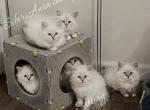 Male and female  litter K - Siberian Kitten For Sale - Tallahassee&comma; FL&comma; US