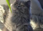 Grey kitten Tedi - Persian Kitten For Sale - Parkville&comma; MD&comma; US