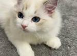 Lanmei Blue Lynx Bicolor - Ragdoll Kitten For Sale - Beaverton&comma; OR&comma; US