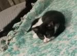 They had no name - Exotic Kitten For Sale - Baltimore&comma; MD&comma; US