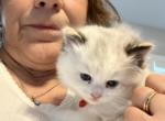 Duchess Litter - Ragdoll Kitten For Sale - Kearneysville&comma; WV&comma; US
