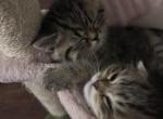 Alani Folds - Scottish Fold Kitten For Sale - Everett&comma; WA&comma; US