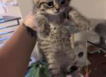 Jasmine 2 - Scottish Fold Kitten For Sale - Everett&comma; WA&comma; US