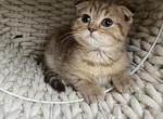 Cute Scottish Fold Male Kitten - Scottish Fold Kitten For Sale - Tacoma&comma; WA&comma; US