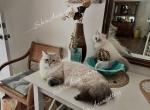 Kasper - Siberian Kitten For Sale - Tallahassee&comma; FL&comma; US