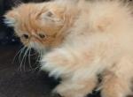 PENDING baby GIRL kitten NEW PHOTOS - Persian Kitten For Sale - PA&comma; US