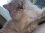 SIBERIAN KITTEN - Siberian Kitten For Sale - Dearborn Heights&comma; MI&comma; US