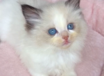 Buddy - Ragdoll Kitten For Sale - 