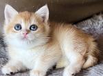 Goldie Golden Shaded British Shorthair girl - British Shorthair Kitten For Sale - NY&comma; US