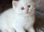 Latte Golden Shaded Point boy - British Shorthair Kitten For Sale - NY&comma; US