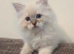 Jay - Siberian Kitten For Sale - Tallahassee&comma; FL&comma; US