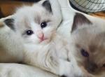 Bicolor Ragdolls - Ragdoll Kitten For Sale - 