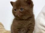 Fiji - British Shorthair Kitten For Sale - Pembroke Pines&comma; FL&comma; US