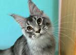Yukon - Maine Coon Kitten For Sale - Cheyenne&comma; WY&comma; US